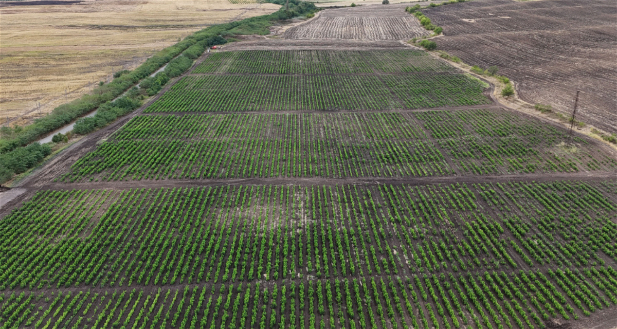 Qarabağ Dirçəliş Fondu Xocalı rayonunda tut bağının salınmasına maliyyə dəstəyi ayırıb
